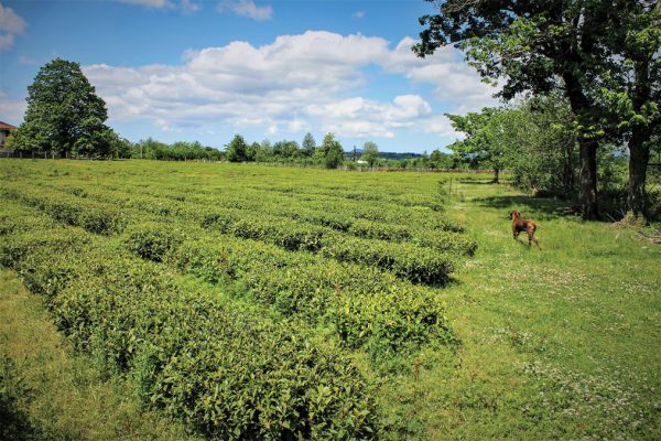 Grúzia tea