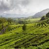 kép_2024-03-16_202213627 Bandung teaültetvény