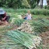 Lemongrass szüret