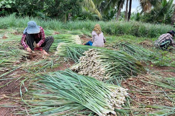 Lemongrass szüret