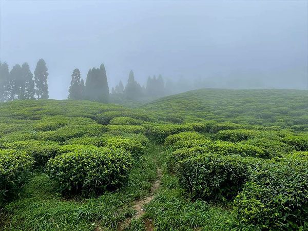 kép_2024-03-16_160934243 Poobong tea kert