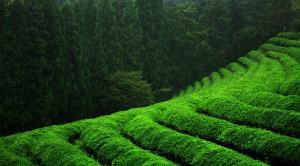 chun-mee-field