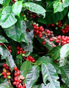 costa-rica-kv