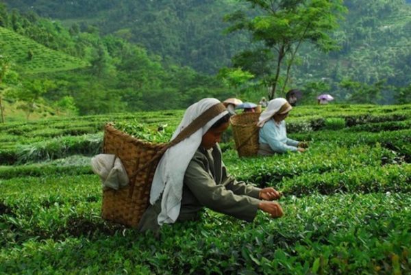 darjeeling-g