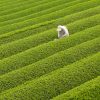 genmaicha-plant