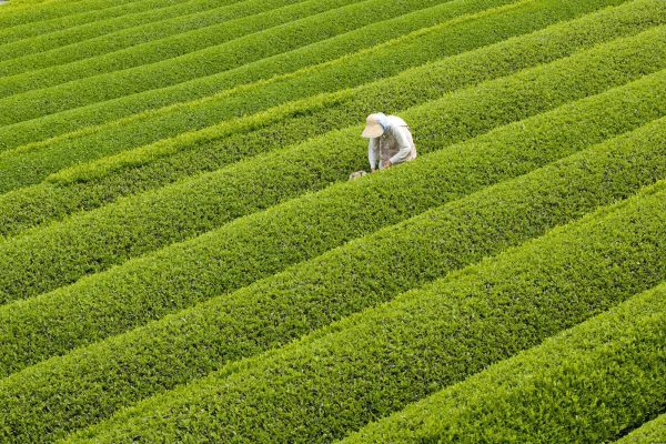 genmaicha-plant