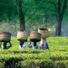 Assam tea ültetvény