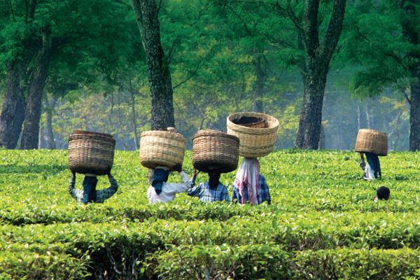 Assam tea ültetvény