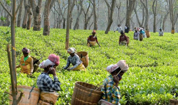 Assam teaszedés