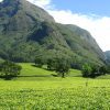 nilgiri_tea