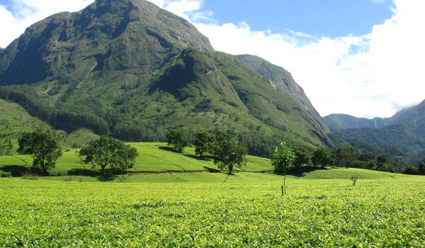 nilgiri_tea