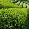 sencha-farm