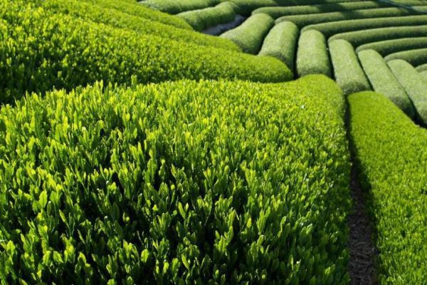 sencha-farm