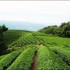 t-farm