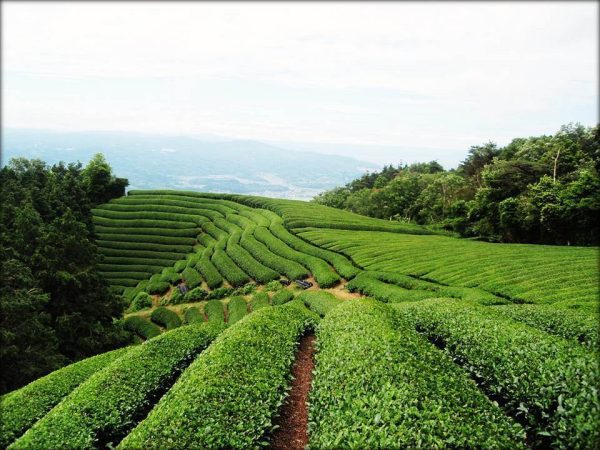 t-farm