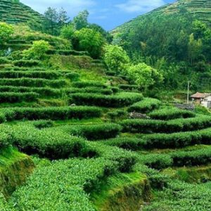 ti-kuan-yin-field